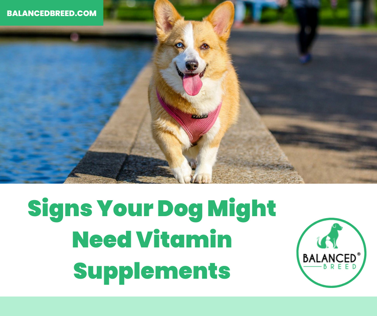 Signs Your Dog Might Need Vitamin Supplements Balanced Breed