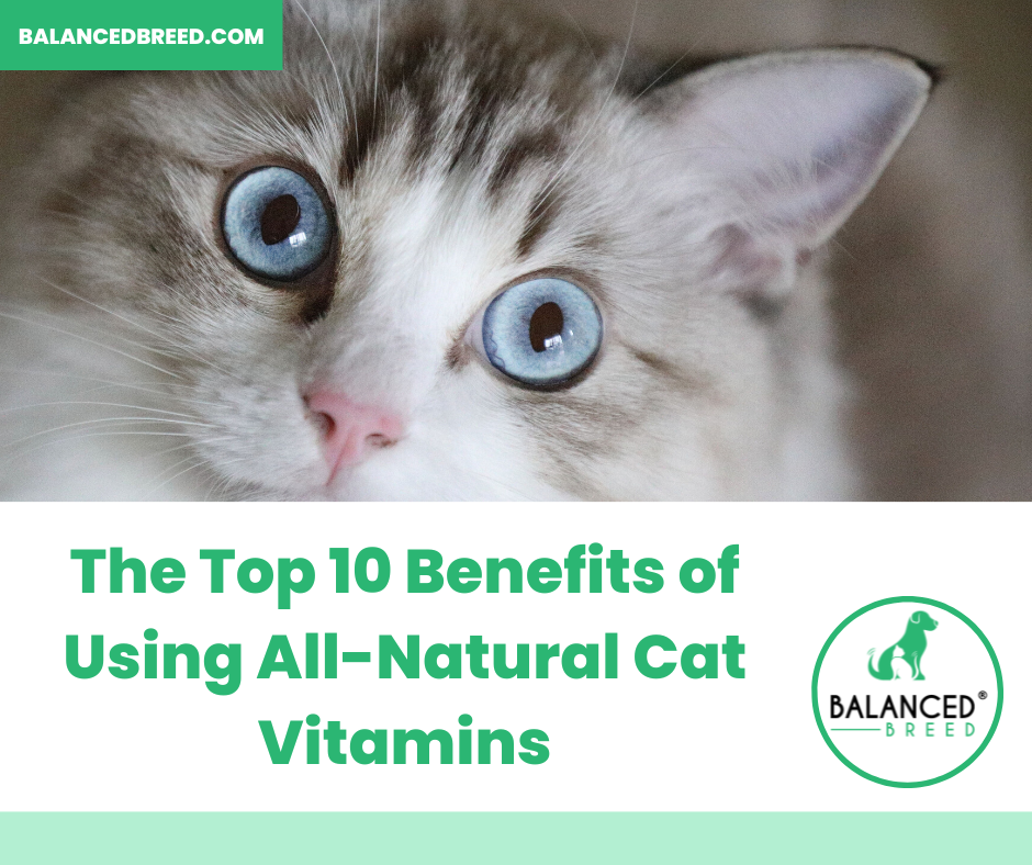 The Top 10 Benefits of Using Natural Cat Vitamins