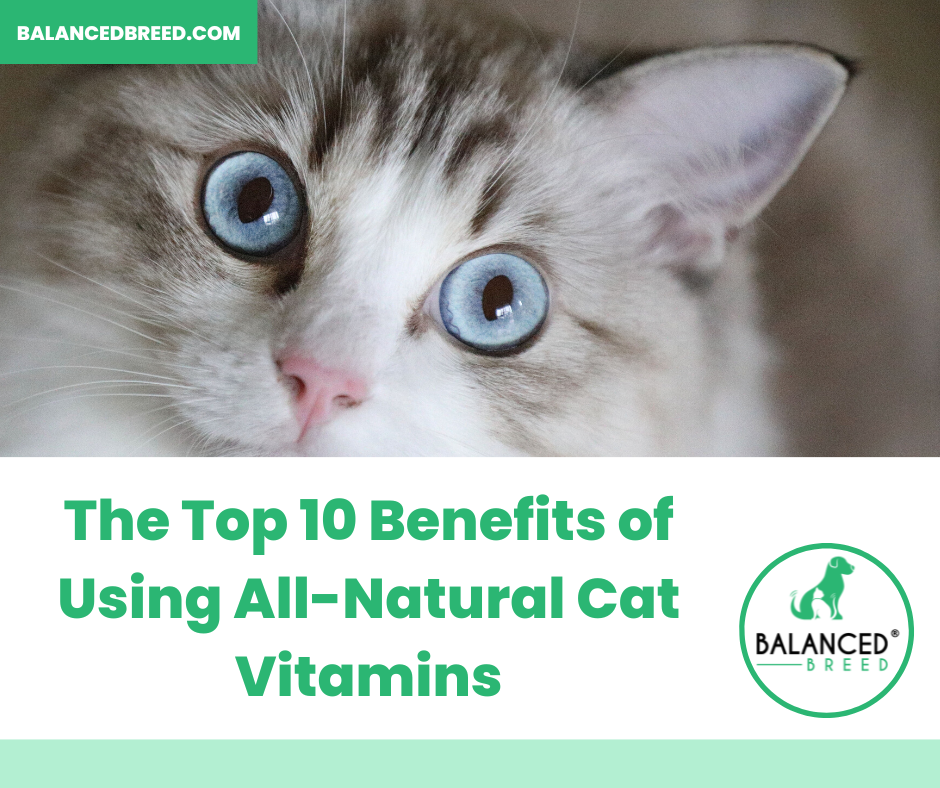 The top 10 benefits of using all-natural cat vitamins