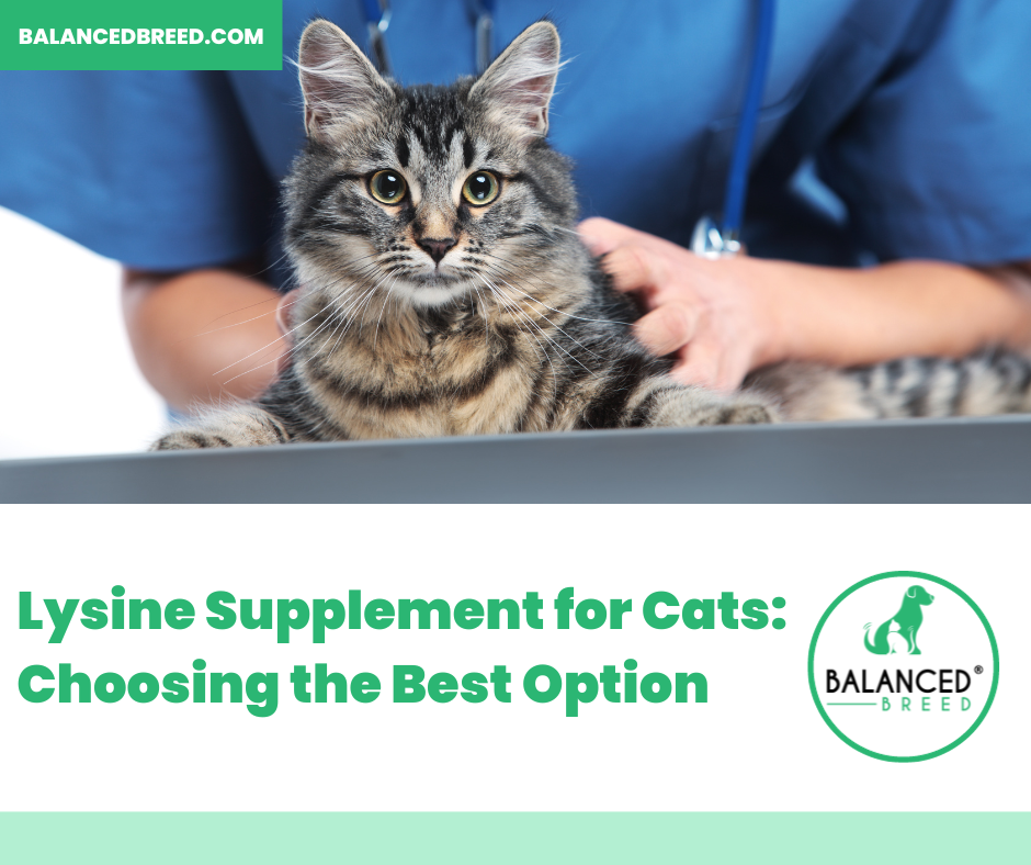Lysine Supplement for Cats: Choosing the Best Option