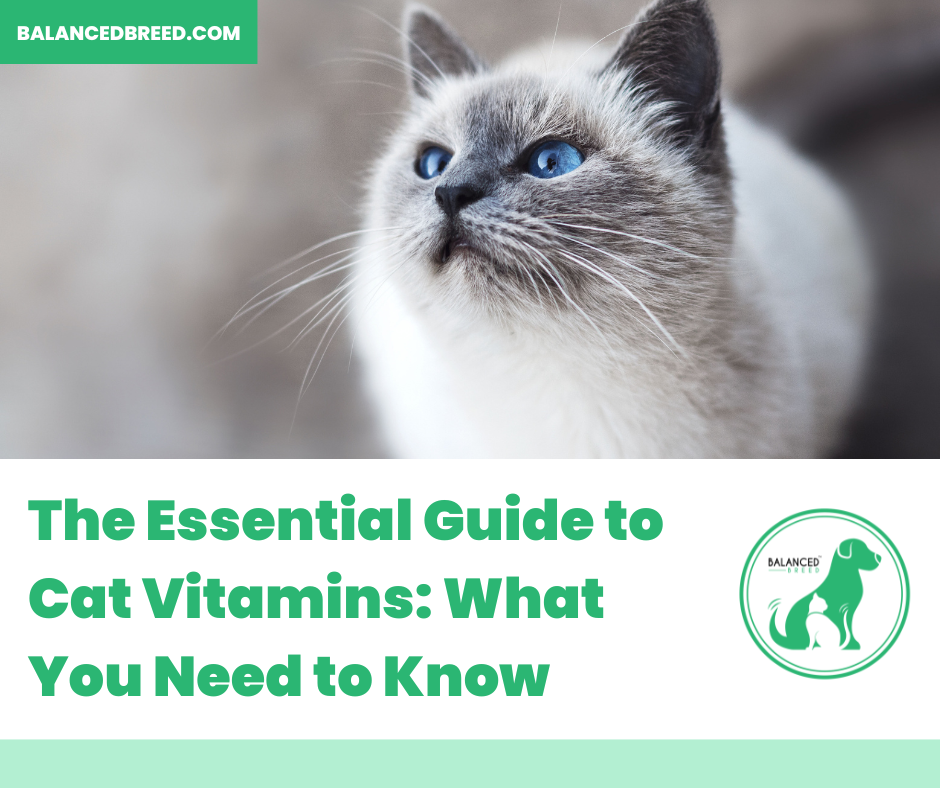 The Essential Guide to Cat Vitamins: What You Need to Know