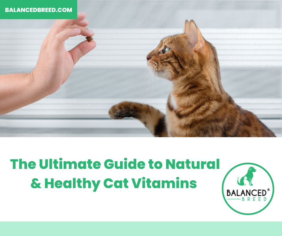 The Ultimate Guide to Natural Cat Vitamins: Benefits, Ingredients, and How to Choose the Right Supplements