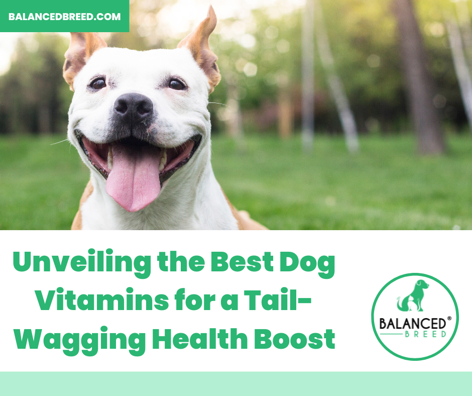 Vitamin Vitality: Unveiling the Best Dog Vitamins for a Tail-Wagging Health Boost