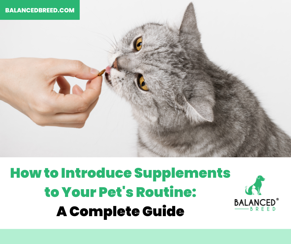 How to Introduce Supplements to Your Pet's Routine: A Complete Guide