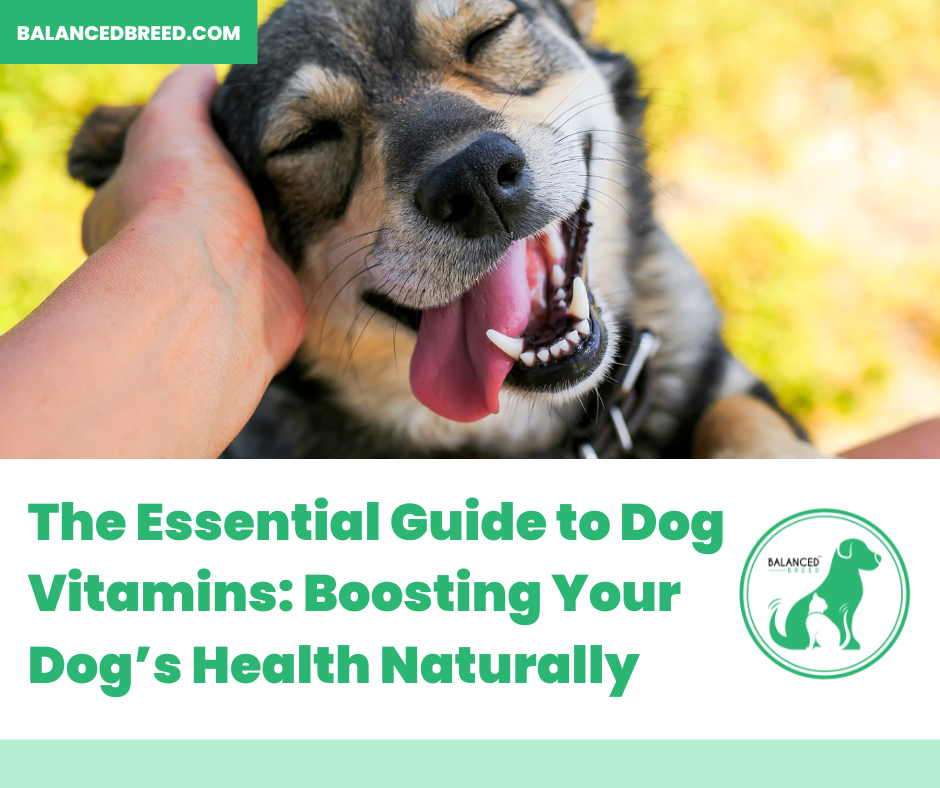 The Essential Guide to Dog Vitamins: Boosting Your Dog’s Health Naturally