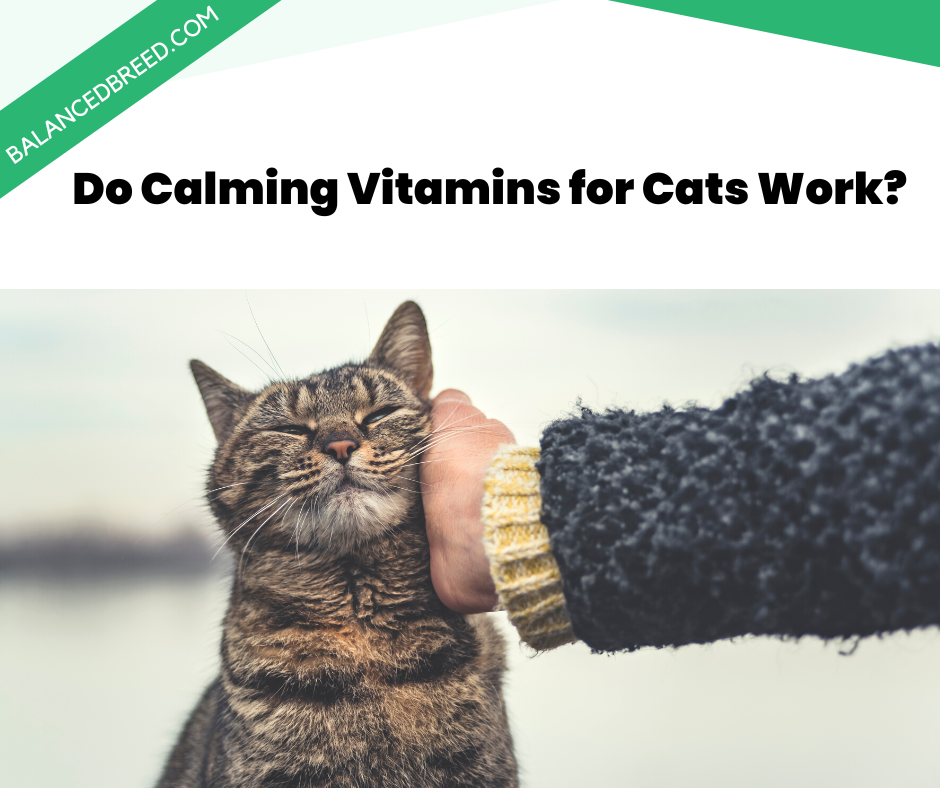 Do Calming Vitamins for Cats Work?