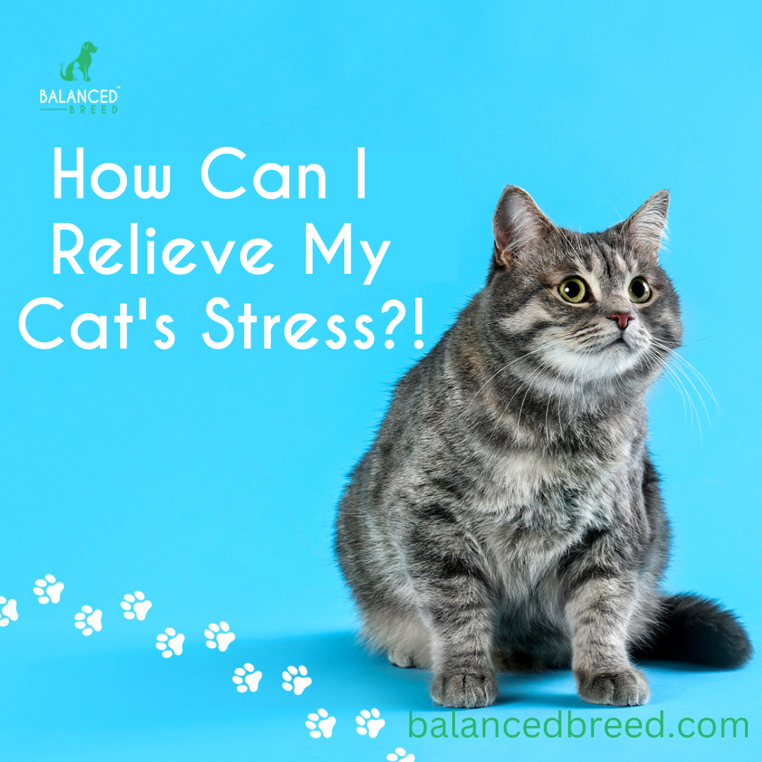 How Cat Vitamins Can Help Relieve Stress