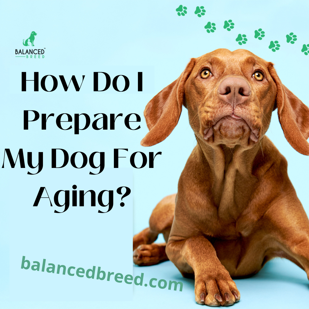 How Do I Prepare My Dog For Aging?