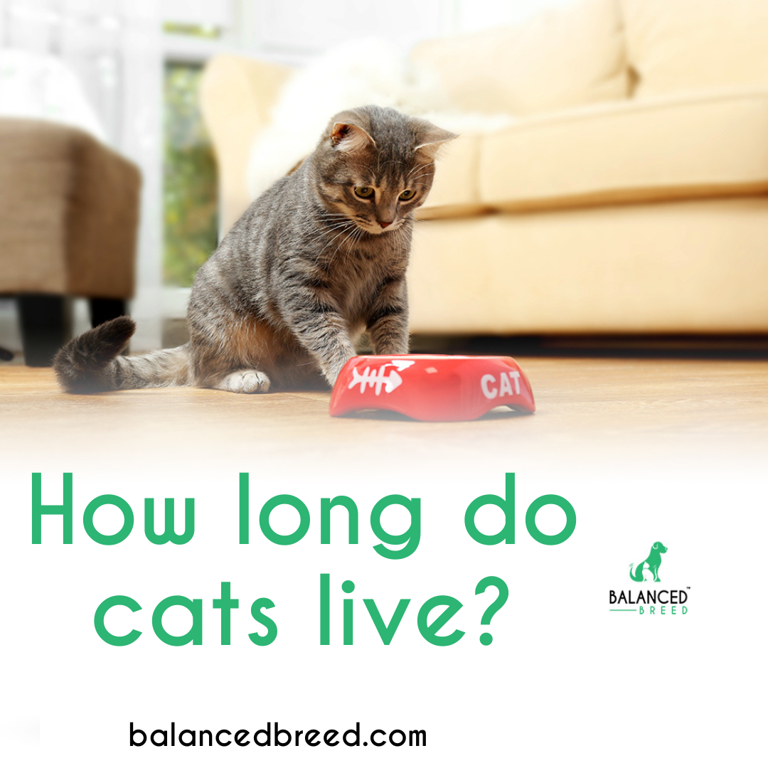 How Multivitamins for Cats Help Increase their Lifespan