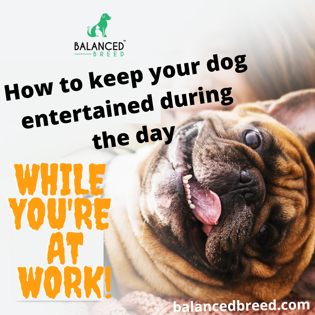 How to keep your dog entertained during the day while you’re at work.