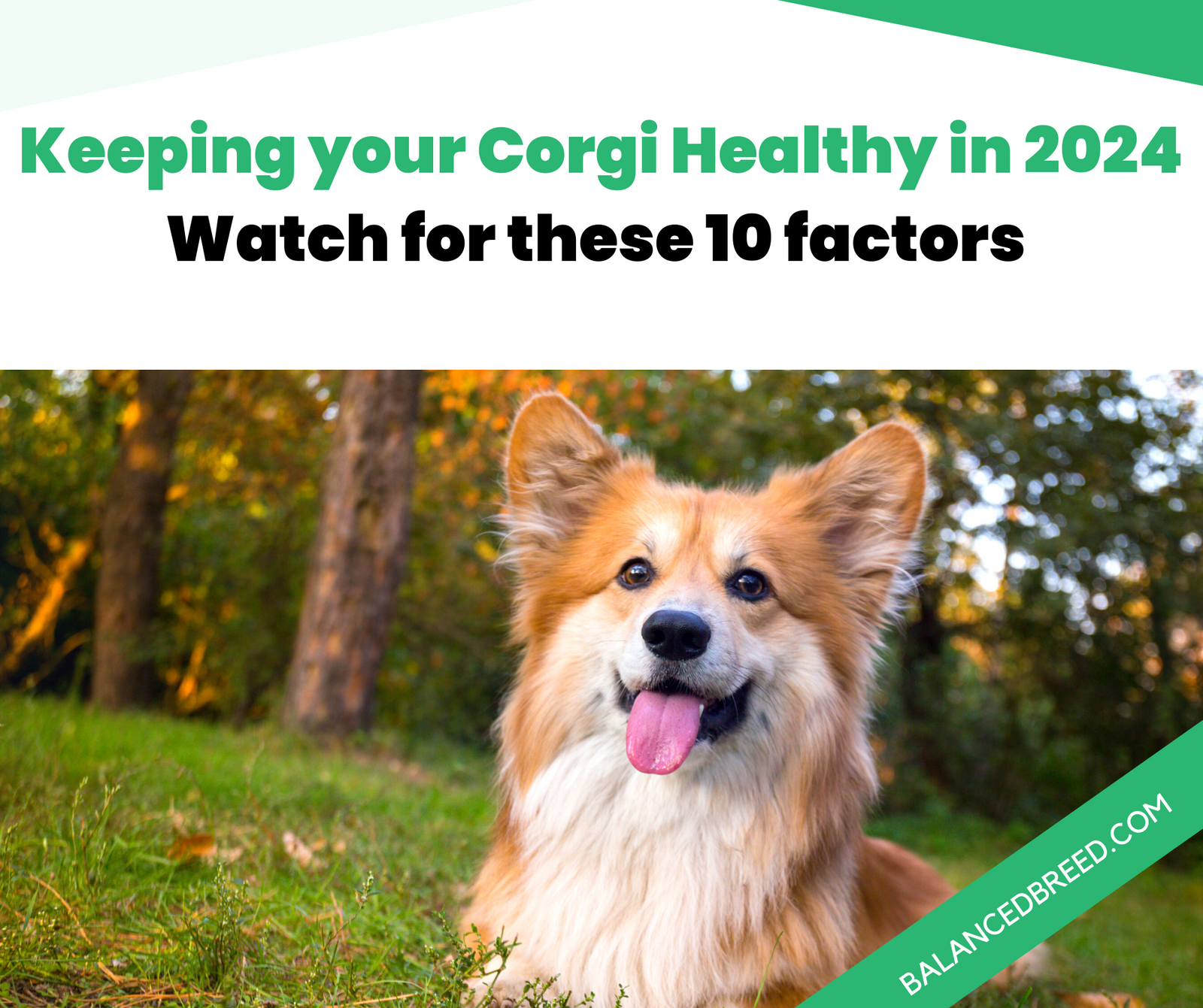 Best health tips for your corgi in 2024