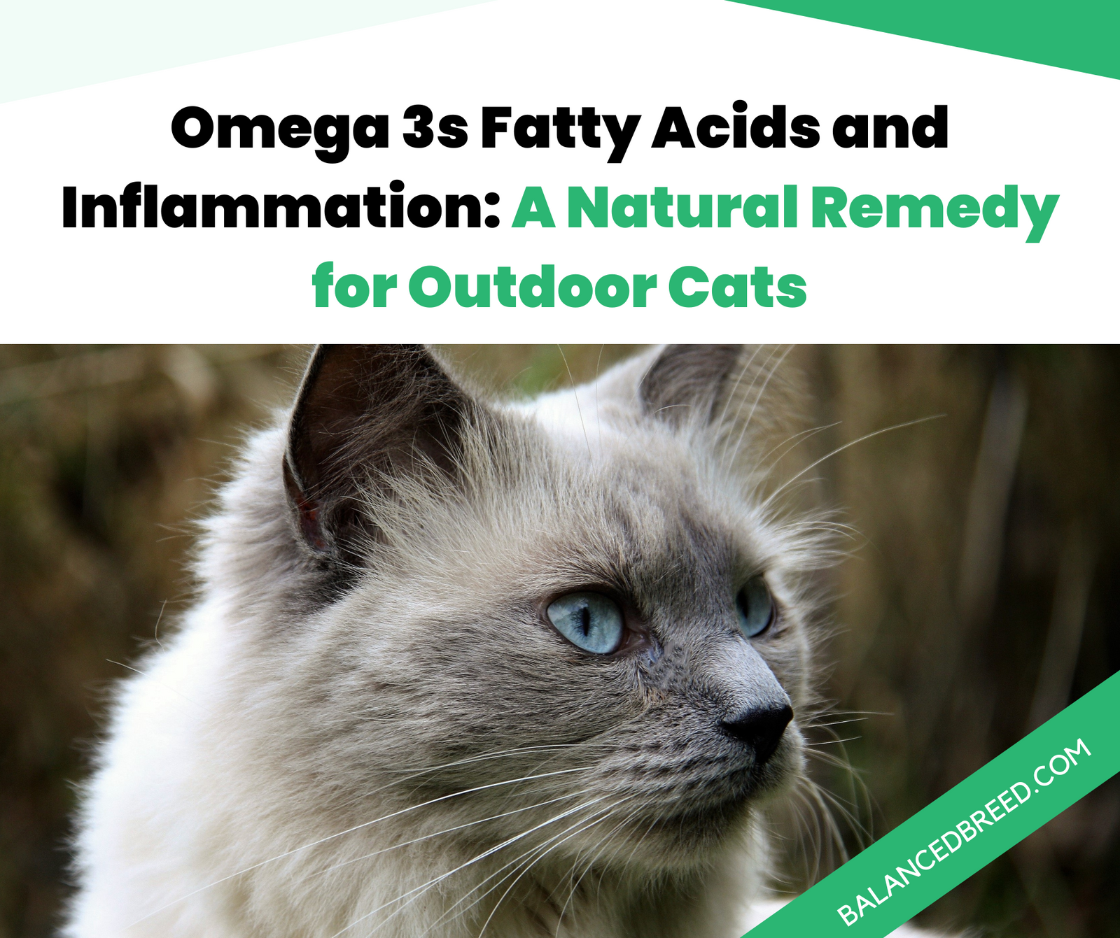 Benefits of Omega 3's for outdoor cats