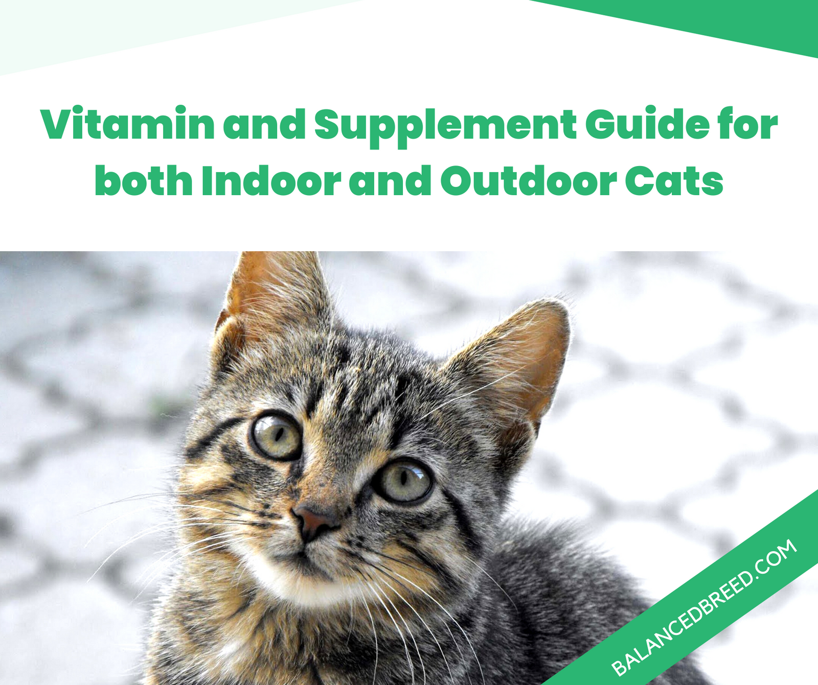 blog about Vitamin and Supplement Guides for Indoor and Outdoor Cats