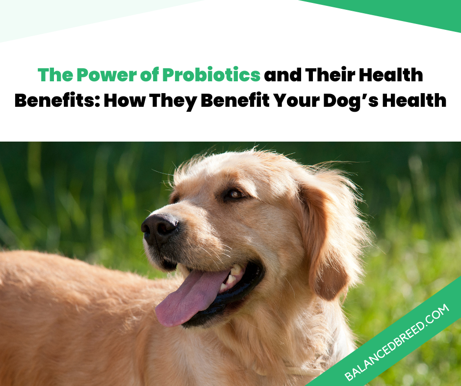The Power of Probiotics and Their Health Benefits: How They Benefit Your Dog’s Health