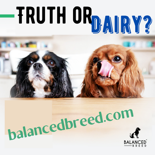 Can Dogs Drink Milk? Balanced Breed