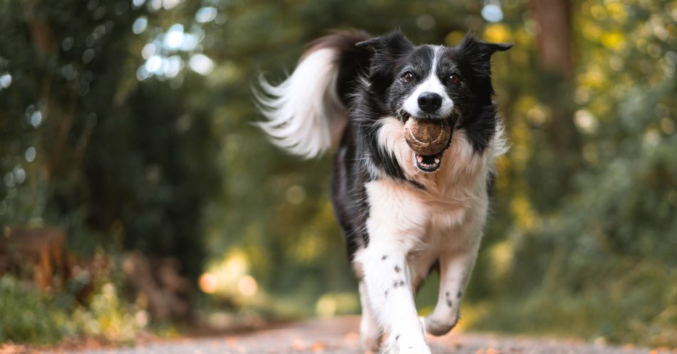 What Are the Best Probiotics for Dogs and Does Your Dog Need Them?