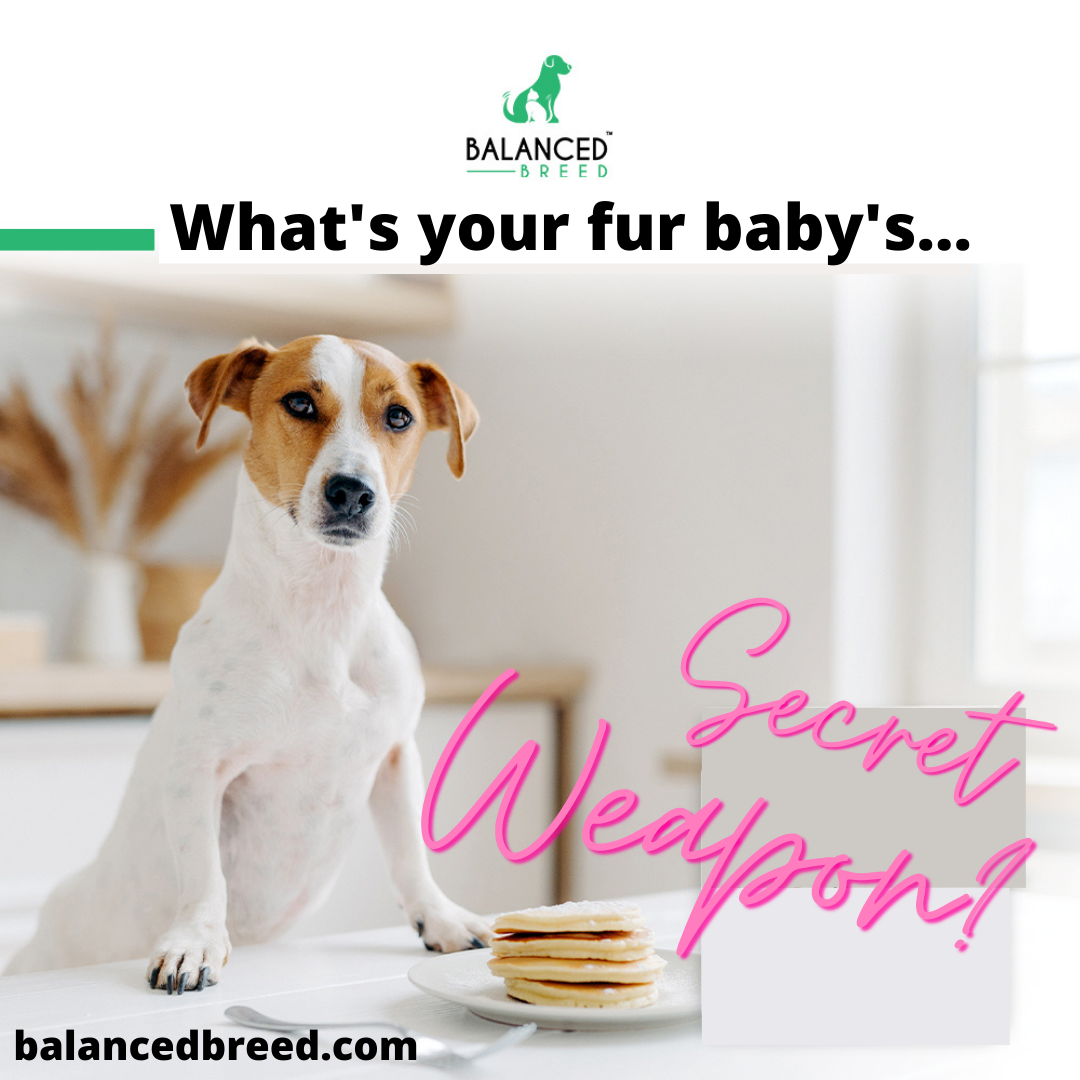 What’s your fur baby’s “secret weapon?”