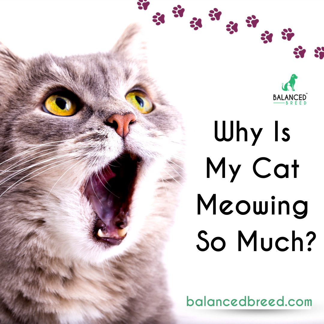 How Cat Vitamins Can Help Their Behavior