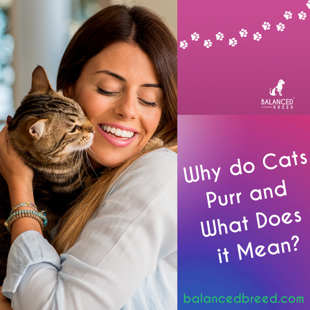 Using a Cat Vitamin to Control Your Cat's Anger Balanced Breed