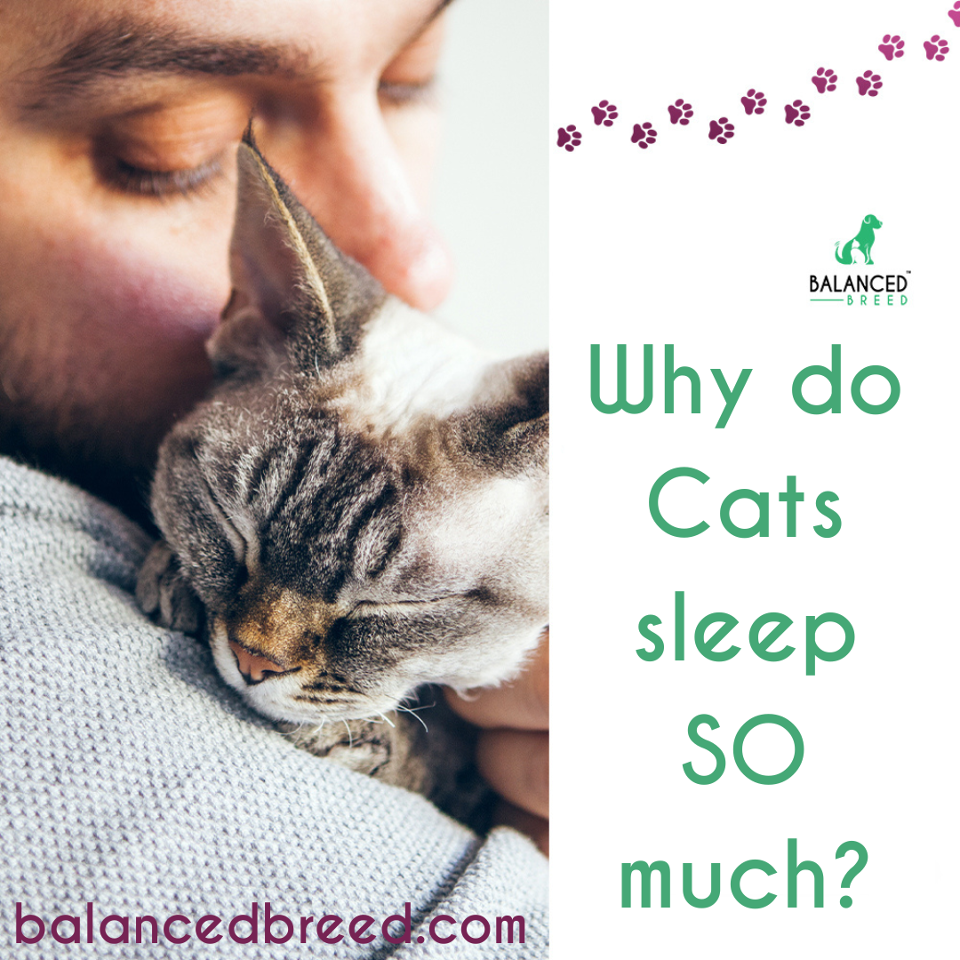 Regulate your Cat's Sleep with a Multivitamin