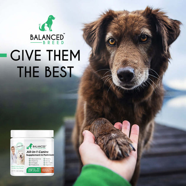 Can My Dog Eat Cat Food Balanced Breed can-my-dog-eat-cat-food-balanced-breed