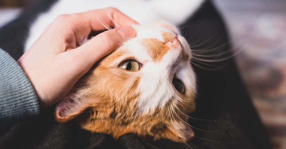 8 Ways to Give Your Cat the Immune Support They Need