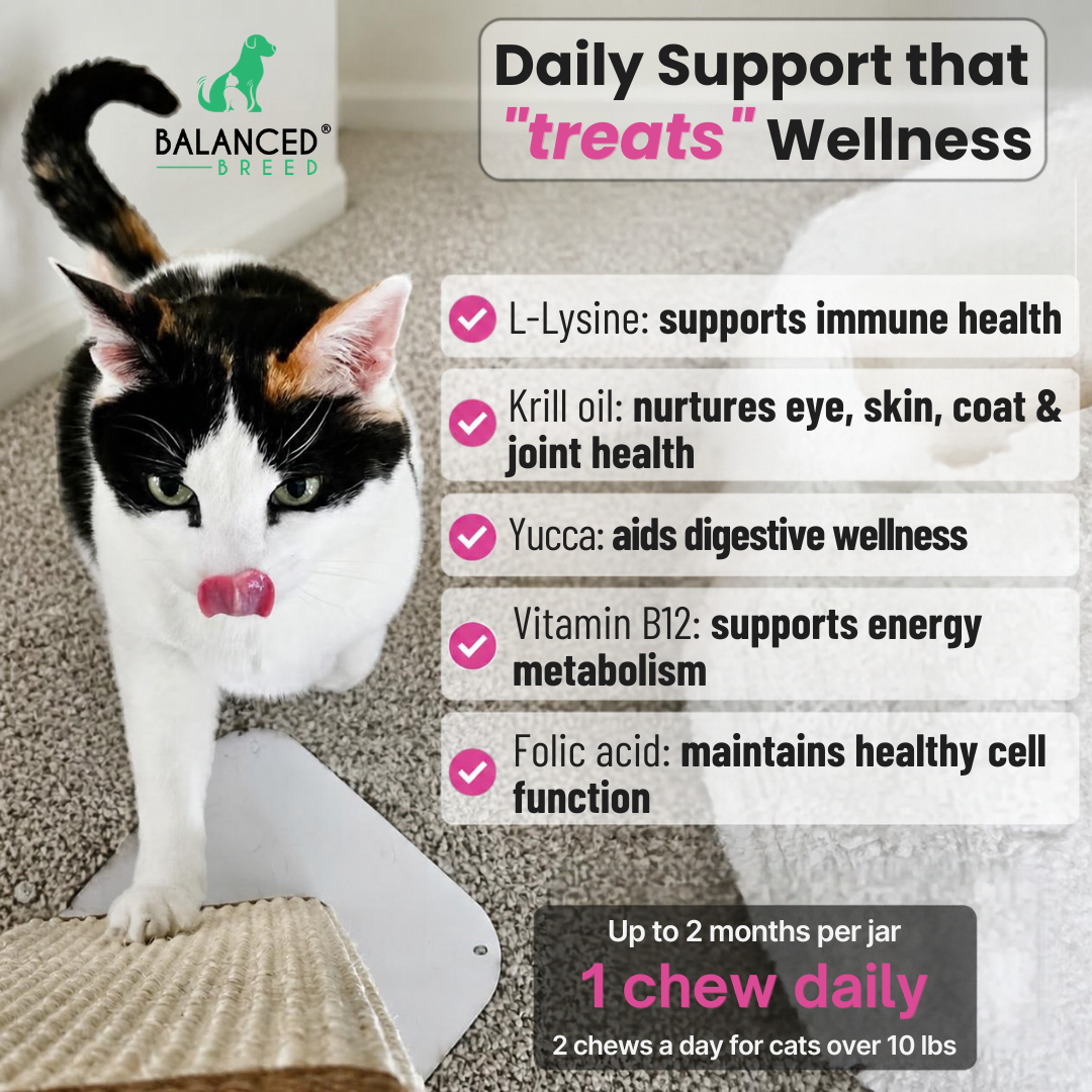 Balanced Breed® Cat L-Lysine Immune Support