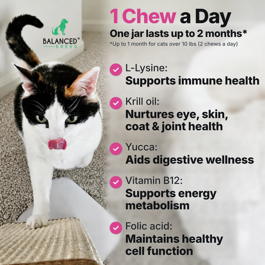 Balanced Breed® Cat L-Lysine Immune Support