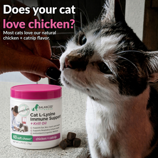 Balanced Breed® Cat L-Lysine Immune Support